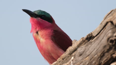 Carmine-Bee-eater-Bird-Perching-On-A-Sunny-Forest