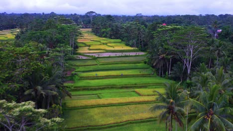 Fly-over-beautiful-Rice-Fields-surrounded-by-trees-at-Tegalalang-Rice-Terraces---BALI,-Indonesia