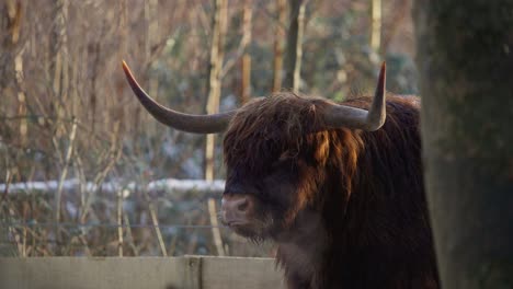 Vaca-De-Las-Tierras-Altas-Con-Grandes-Cuernos-Rumiando-Y-Exhalando-Vapor-En-Invierno