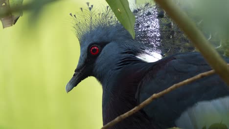 Closes-up-head-shot-of-a-majestic-female-Victoria-crowned-pigeon,-goura-victoria-roosting-on-the-tree-nest-of-stems-and-sticks-in-its-natural-habitat,-wondering-around-the-surroundings