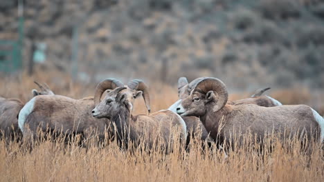 Grassland-Guardians:-Kamloops'-Bighorn-Sheep