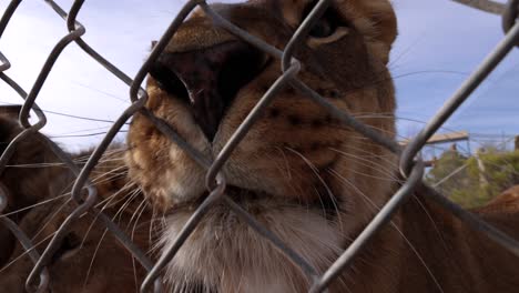 Leones-Primer-Plano-Granangular-A-Través-De-La-Valla-En-La-Reserva-De-Vida-Silvestre