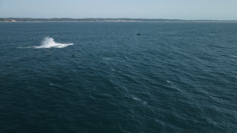 Aerial-shot-of-humpback-whales-jumping-and-breaching-the-surface-and-splashing