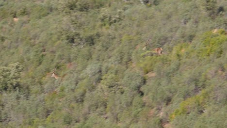 male-deer-run-through-the-mountains