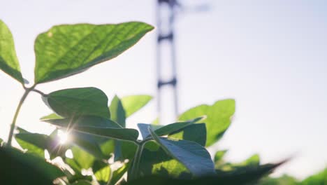 Inclinación-De-Un-Campo-De-Plantas-De-Soja-Con-Un-Poste-De-Energía-En-El-Fondo