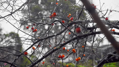 Morning-Drizzle:-Rainfall-Gracefully-Drenching-a-Persimmon-Tree-in-Nature's-Refreshing-Embrace