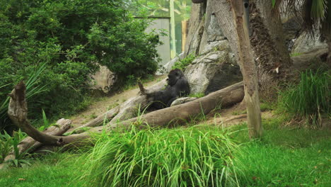 Gorila-De-Las-Tierras-Bajas-Orientales-O-Gorilla-Grauery-Dentro-Del-Zoológico-De-San-Diego,-California,-EE.UU.