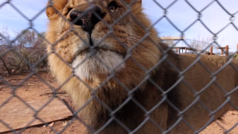lion-chases-cameraman-along-fence-of-wildlife-reserve-slomo