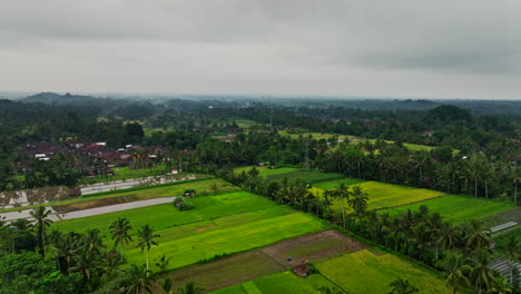 Cultivation-and-rice-fields-in-tropical-and-exotic-landscape,-Indonesia