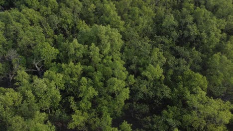 Vista-Aérea-De-Sundarban,-Que-Es-Uno-De-Los-Bosques-De-Reserva-De-Tigres-Más-Grandes-De-Asia.