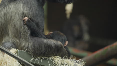 Primer-Plano-De-Un-Lindo-Momento-En-Peligro-De-Extinción-Chimpancé-Occidental-Bebé-Agarrando-A-Su-Madre-En-El-Hábitat-Del-Zoológico-Mientras-Ella-Los-Protege-Rodeado-De-Heno