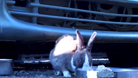 A-Still-Shot-Of-A-Brown-Rabbit-Eating-From-A-Metallic-Dish-Under-An-Old-Car