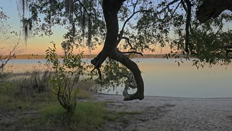 Spanish-moss-hanging-from-oak-tree-at-sandy-lakeside-shoreline-viewed-at-sunset-in-Florida-panhandle