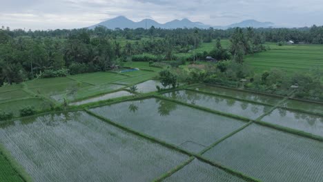 Luftaufnahme-Einer-Drohne-über-Reisfeldern-In-Ubud,-Bali-Mit-Vulkanen-Am-Horizont