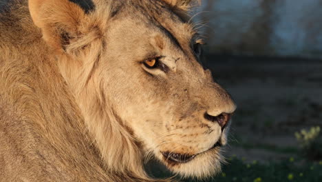 Closeup-Of-Male-Lion's-Face-In-Sunlight