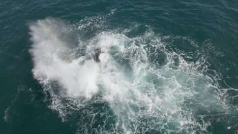 Toma-Aérea-Sobre-Una-Ballena-Jorobada-Madre-Y-Cría-Chapoteando-La-Cola