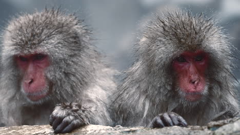 Snow-monkeys-relaxing-in-a-hot-spring-at-Jigokudani-Monkey-Park-in-Nagano,-Japan,-amidst-a-snowy-landscape