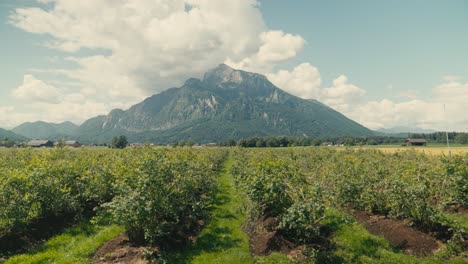 Lush-apple-orchard-in-bloom-with-majestic-mountain-backdrop,-clear-sunny-day