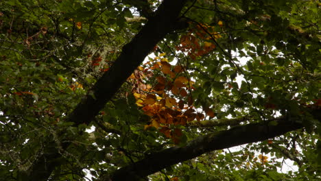 mid-shot-looking-up-the-tree-canopy-of-an-oak-tree-starting-to-turn-orange-in-autumn