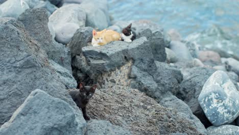 Young-kittens-enjoys-Atlantic-coast-weather-on-rocks,-handheld