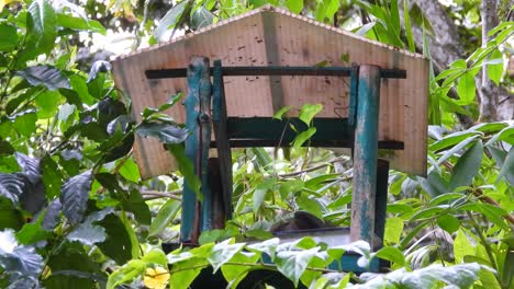 Several-Birds-Enjoying-Birdhouse-Atop-Tree-in-Amazon-Rainforest