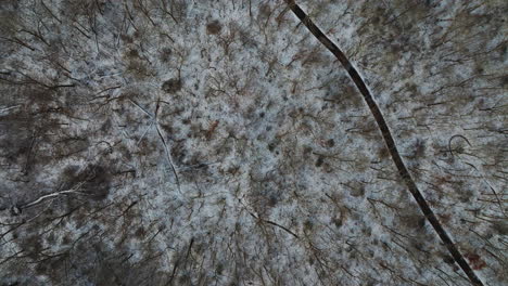 Schneebedeckte-Mammutbäume-In-Arkansas,-Die-Die-Dichte-Winterlandschaft-Einfangen,-Luftaufnahme