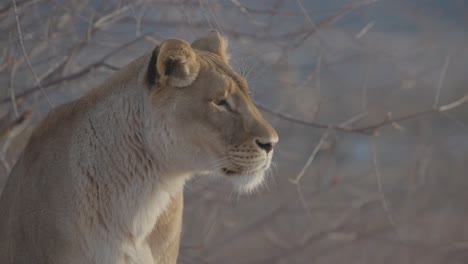 lioness-sees-bird-and-begins-to-chase-it