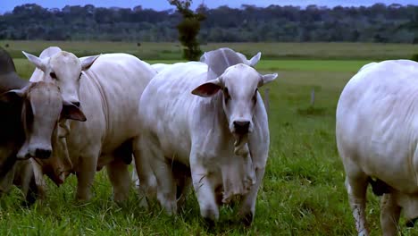 Close-View-of-White-Nelore-Cattle-Walking-Lush-Green-Pasture-Eye-Level