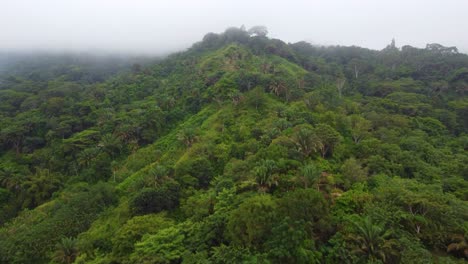 Toma-De-Drones-De-Un-Denso-Bosque-Colombiano-En-Las-Montañas-Con-Niebla-Intensa