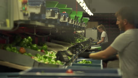 Greenhouse-Workers-Packing-Paprika's,-Revealing-Shot-Handheld