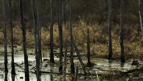 Escena-De-Pantano-Con-Juncos-Iluminados-Por-El-Sol-Y-árboles-Desnudos-En-El-Punto-De-Eliminar-El-área-De-Vida-Silvestre,-Blackwell-Ar