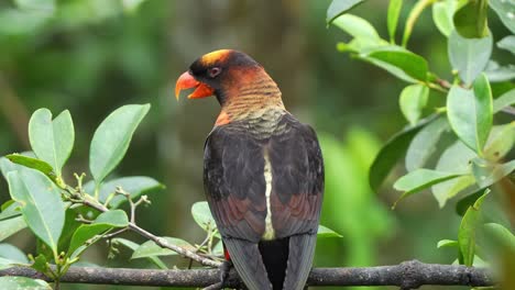 Lory-Oscuro,-Pseudeos-Fuscata-Posado-En-La-Rama-De-Un-árbol-En-Su-Hábitat-Natural,-Llamando-Para-Atraer-La-Atención,-Extender-Sus-Alas-Y-Volar,-Primer-Plano-De-Una-Hermosa-Especie-De-Ave-Loro