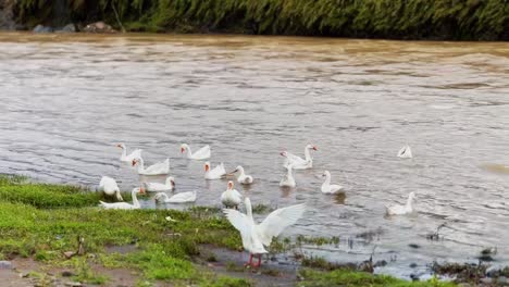 White-swans-are-swimming-on-the-river-bank