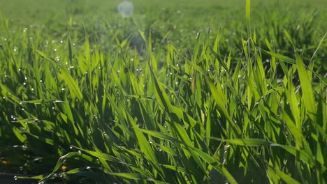 Gras-Mit-Morgentautropfen