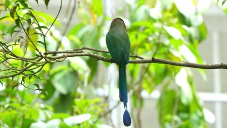 Exotic-bird-species,-an-Amazonian-motmot-with-beautiful-long-tail,-perched-on-tree-branch,-wondering-around-its-surrounding-environment,-close-up-shot