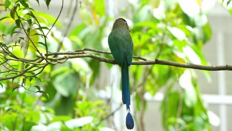 Exotische-Vogelart,-Ein-Amazonasmotmot-Mit-Wunderschönem-Langen-Schwanz,-Der-Auf-Einem-Ast-Thront-Und-Sich-In-Seiner-Umgebung-Umsieht,-Nahaufnahme