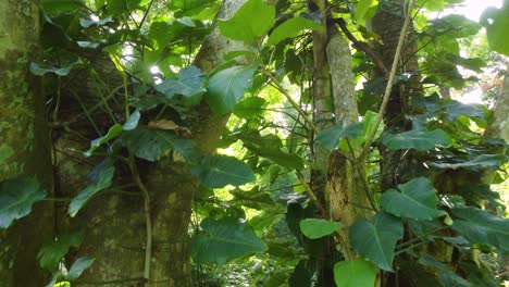 Sunlight-breaking-through-Minca-Colombia-lush-dense-woodland-forest-trees