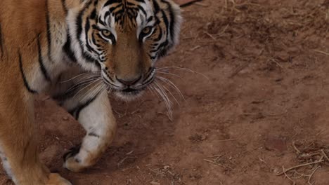 Tiger-Läuft-In-Zeitlupe