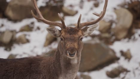 Bactrian-Deer-Standing-In-Snowy-Forest-In-Quebec,-Canada---Close-Up
