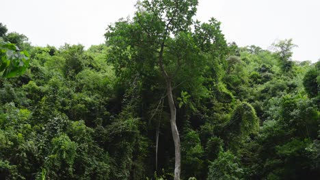 Üppiger-Regenwald,-Baumkronen,-Statische-Aufnahme-Auf-Den-Philippinen