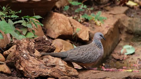 Seen-on-the-left-side-and-then-moves-to-the-right,-Spotted-Dove-or-Eastern-Spotted-Dove-Spilopelia-chinensis,-Thailand