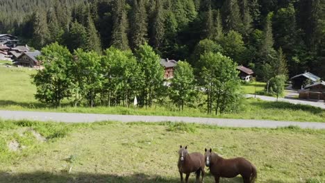 Two-horses-look-on-as-a-drone-flies-past-them-towards-a-row-of-trees