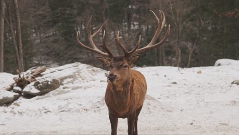 Red-Stag-Deer-Standing-In-The-Snowy-Habitat-In-Quebec,-Canada