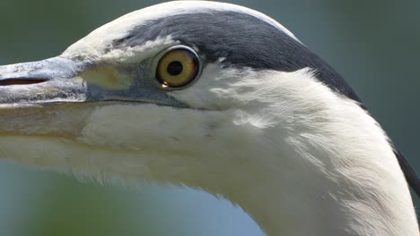 Macro-shot-of-Grey-Heron-Bird-with-yellow-eyes