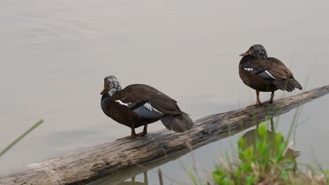 Two-individuals-resting-on-the-log-and-one-on-the-left-shakes-its-head,-White-winged-Duck-Asarcornis-scutulata,-Thailand