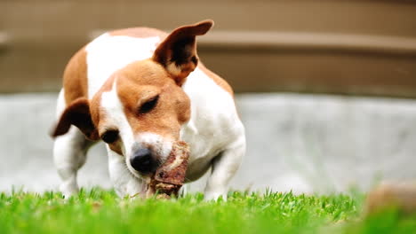 Teleobjektivaufnahme-Eines-Jack-Russell-Welpen,-Der-Auf-Einem-Knochen-Auf-Dem-Grünen-Rasen-Kaut