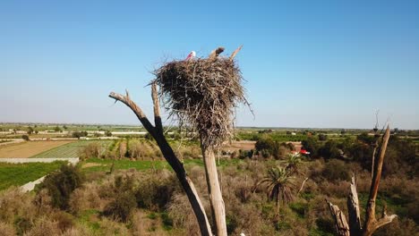 Stork-nest-family-on-top-of-tree-foliage-dry-branches-house-wild-bird-aerial-landscape-scenic-life-of-animal-in-countryside-nature-landscape-background-summer-emigration-season-in-Iran-dezful-rural