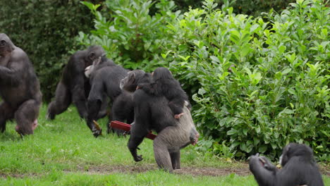 Un-Lindo-Bebé-Chimpancé-Occidental-En-Peligro-De-Extinción-Es-Transportado-Por-Miembros-De-La-Familia-Mientras-Sostienen-Madera,-Seguido-Por-Otros-Miembros-De-La-Tropa-Fuera-Del-Hábitat-Del-Zoológico-Rodeado-De-Follaje-Verde