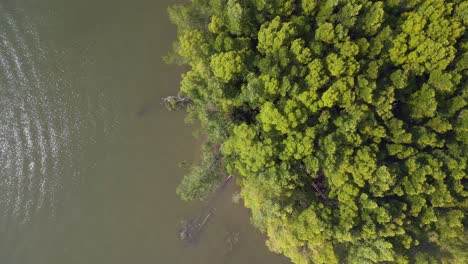 Bäume-Mangroven-Fluss-Hügel-Malaysia-Langkawi