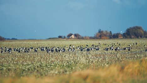 Una-Bandada-De-Gansos-Salvajes-En-La-Pradera-En-Un-Día-Ventoso-Durante-La-Migración-De-Otoño